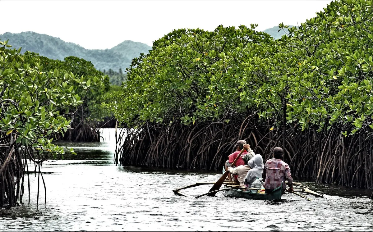 Boat cruising through mangrove channels during sunset