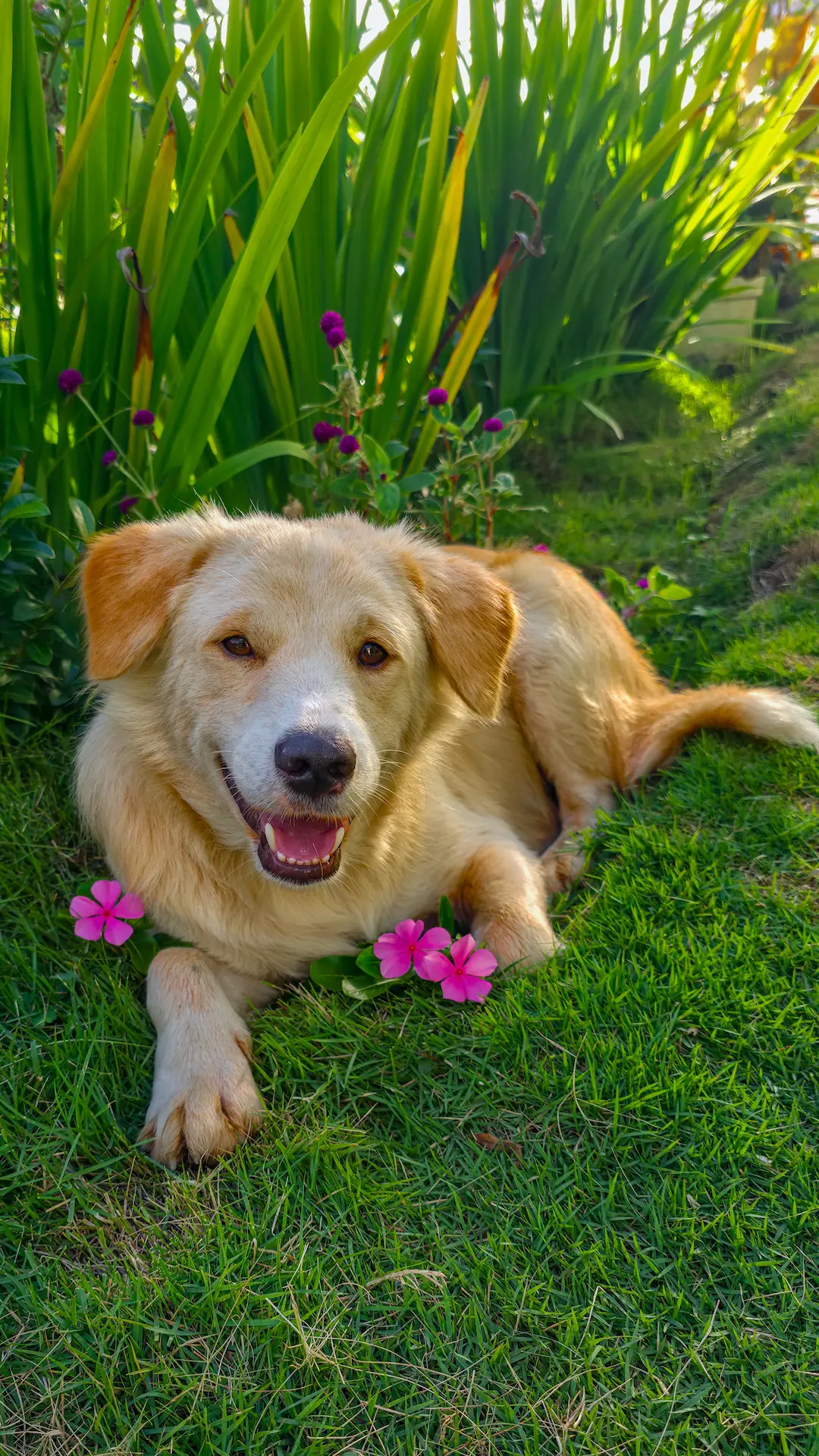 Friendly dog at Mariden Resort - pet-friendly accommodation in Siargao Del Carmen
